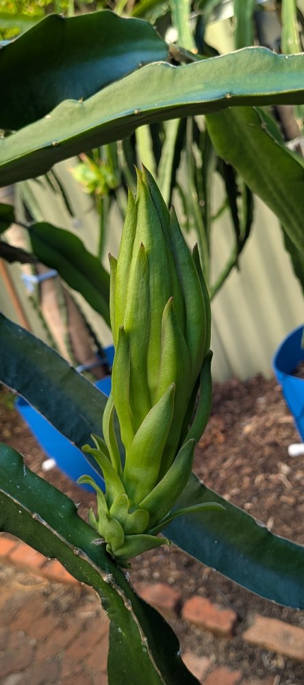 Buds about to open
